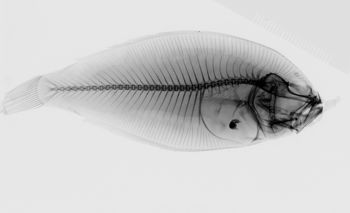 Media type: image;   Ichthyology 25981 Aspect: lateral xray